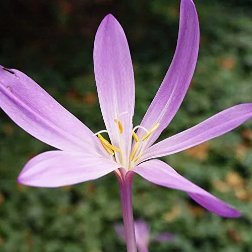 Autumn Crocus Seeds 100Pcs Pink Purple Cup-Shaped Flowers Colchicum Autumnale