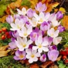 Autumn Crocus Seeds 100Pcs Pink Purple Cup-Shaped Flowers Colchicum Autumnale