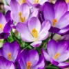 Autumn Crocus Seeds 100Pcs Pink Purple Cup-Shaped Flowers Colchicum Autumnale