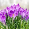 Autumn Crocus Seeds 100Pcs Pink Purple Cup-Shaped Flowers Colchicum Autumnale