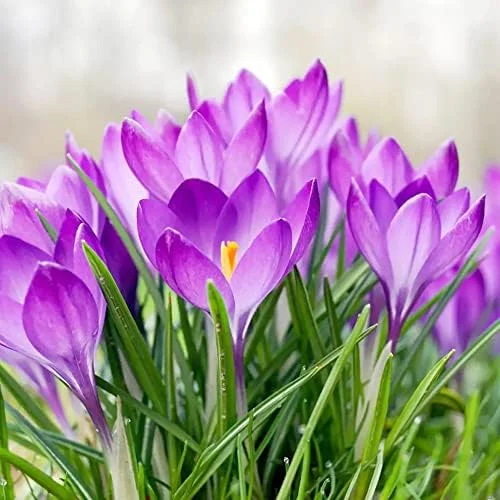 Autumn Crocus Seeds 100Pcs Pink Purple Cup-Shaped Flowers Colchicum Autumnale