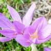 Autumn Crocus Seeds 100Pcs Pink Purple Cup-Shaped Flowers Colchicum Autumnale