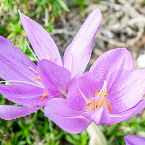 Autumn Crocus Seeds 100Pcs Pink Purple Cup-Shaped Flowers Colchicum Autumnale