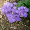 Blue Mistflower Seeds Hardy Ageratum Perennial Attracts Bees Butterflies 100 Pcs Blue Violet Flower Seeds