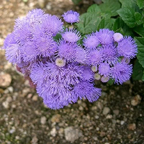 Blue Mistflower Seeds Hardy Ageratum Perennial Attracts Bees Butterflies 100 Pcs Blue Violet Flower Seeds