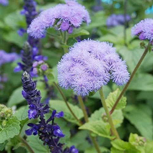 Blue Mistflower Seeds Hardy Ageratum Perennial Attracts Bees Butterflies 100 Pcs Blue Violet Flower Seeds