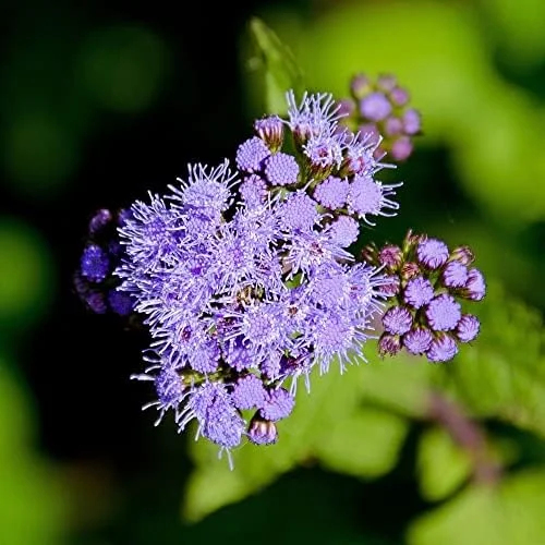 Blue Mistflower Seeds Hardy Ageratum Perennial Attracts Bees Butterflies 100 Pcs Blue Violet Flower Seeds