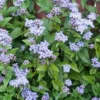 Blue Mistflower Seeds Hardy Ageratum Perennial Attracts Bees Butterflies 100 Pcs Blue Violet Flower Seeds