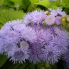 Blue Mistflower Seeds Hardy Ageratum Perennial Attracts Bees Butterflies 100 Pcs Blue Violet Flower Seeds