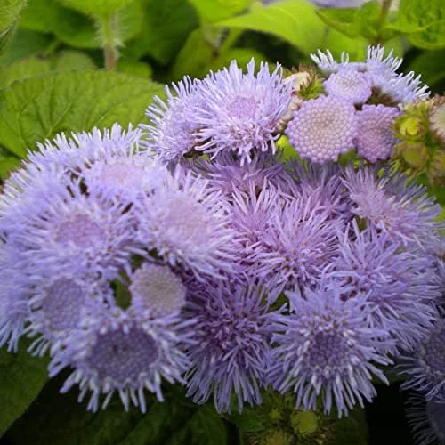 Blue Mistflower Seeds Hardy Ageratum Perennial Attracts Bees Butterflies 100 Pcs Blue Violet Flower Seeds