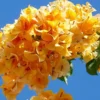 Bougainvillea Seeds Mixed Colors 50Pcs Perennial Ornamental Low Maintenance Fast-Growing Drought Tolerant Attracts Pollinators