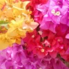 Bougainvillea Seeds Mixed Colors 50Pcs Perennial Ornamental Low Maintenance Fast-Growing Drought Tolerant Attracts Pollinators