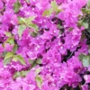 Bougainvillea Seeds Mixed Colors 50Pcs Perennial Ornamental Low Maintenance Fast-Growing Drought Tolerant Attracts Pollinators