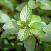 Chocolate Mint Herb Seeds 100Pcs Non-GMO Perennial Fast-Growing Patio Container Garden Plant