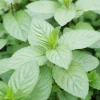 Chocolate Mint Herb Seeds 100Pcs Non-GMO Perennial Fast-Growing Patio Container Garden Plant