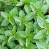 Chocolate Mint Herb Seeds 100Pcs Non-GMO Perennial Fast-Growing Patio Container Garden Plant