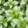 Chocolate Mint Herb Seeds 100Pcs Non-GMO Perennial Fast-Growing Patio Container Garden Plant