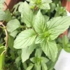 Chocolate Mint Herb Seeds 100Pcs Non-GMO Perennial Fast-Growing Patio Container Garden Plant