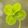 Four Leaf Clover Seeds - Perennial GMO Free Ornamental Ground Cover - 30 Count