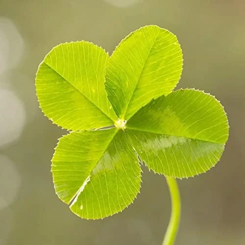 Four Leaf Clover Seeds - Perennial GMO Free Ornamental Ground Cover - 30 Count