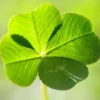 Four Leaf Clover Seeds - Perennial GMO Free Ornamental Ground Cover - 30 Count