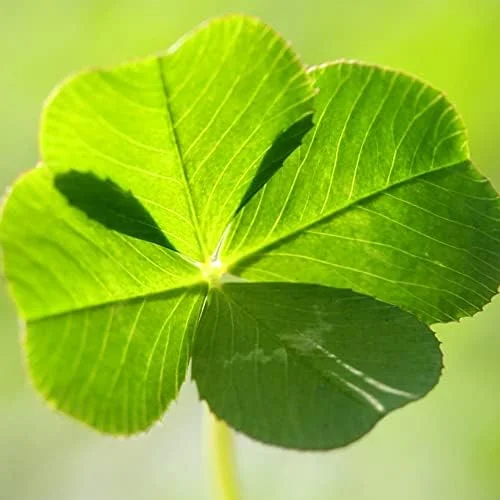 Four Leaf Clover Seeds - Perennial GMO Free Ornamental Ground Cover - 30 Count