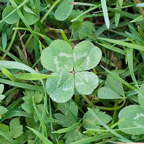 Four Leaf Clover Seeds - Perennial GMO Free Ornamental Ground Cover - 30 Count