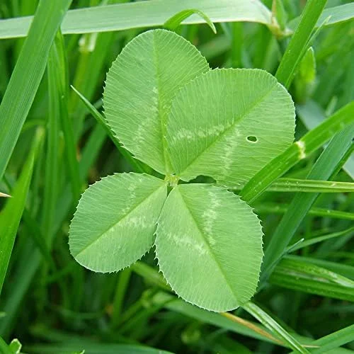 Four Leaf Clover Seeds - Perennial GMO Free Ornamental Ground Cover - 30 Count