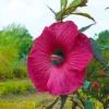 Giant Hibiscus Seeds Dinnerplate Moscheutos Swamp Mallow Perennial Huge Hardy Ornamental Flower Seeds, 100 Count, Rose