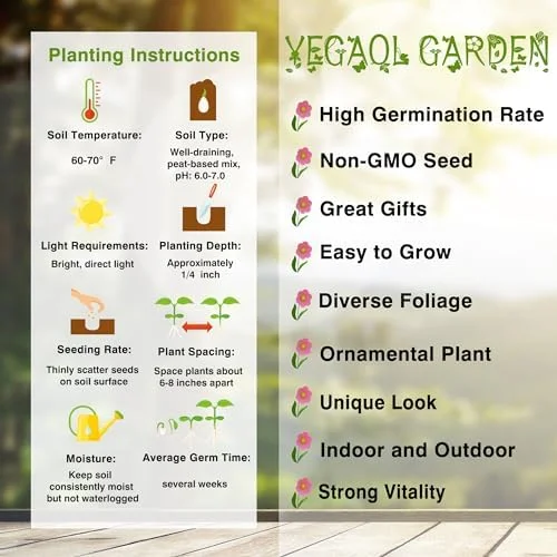 Hyacinth Seeds 100Pcs Orientalis Perennial Non-GMO Mixed Colors for Garden & Indoor Planting