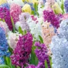 Hyacinth Seeds 100Pcs Orientalis Perennial Non-GMO Mixed Colors for Garden & Indoor Planting