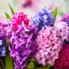 Hyacinth Seeds 100Pcs Orientalis Perennial Non-GMO Mixed Colors for Garden & Indoor Planting