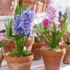 Hyacinth Seeds 100Pcs Orientalis Perennial Non-GMO Mixed Colors for Garden & Indoor Planting