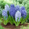Hyacinth Seeds 100Pcs Orientalis Perennial Non-GMO Mixed Colors for Garden & Indoor Planting