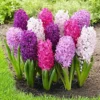 Hyacinth Seeds 100Pcs Orientalis Perennial Non-GMO Mixed Colors for Garden & Indoor Planting