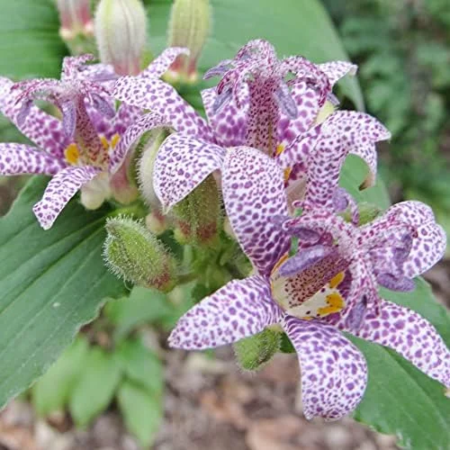 Japanese Toad Lily Seeds, Perennial Flower Seeds, Deer Resistant, Showy, GMO Free, Low Maintenance, Outdoor, 30Pcs