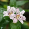 Japanese Toad Lily Seeds, Perennial Flower Seeds, Deer Resistant, Showy, GMO Free, Low Maintenance, Outdoor, 30Pcs