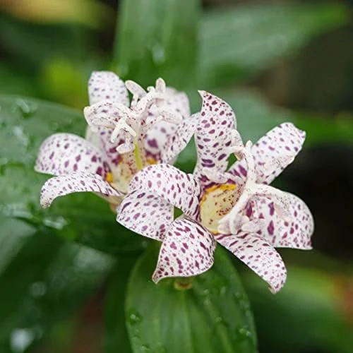 Japanese Toad Lily Seeds, Perennial Flower Seeds, Deer Resistant, Showy, GMO Free, Low Maintenance, Outdoor, 30Pcs