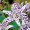 Japanese Toad Lily Seeds, Perennial Flower Seeds, Deer Resistant, Showy, GMO Free, Low Maintenance, Outdoor, 30Pcs