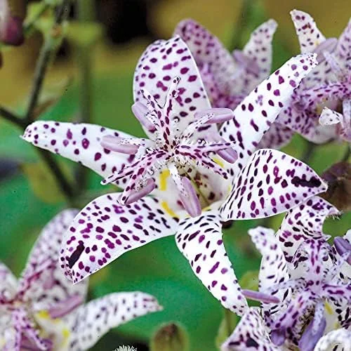 Japanese Toad Lily Seeds, Perennial Flower Seeds, Deer Resistant, Showy, GMO Free, Low Maintenance, Outdoor, 30Pcs