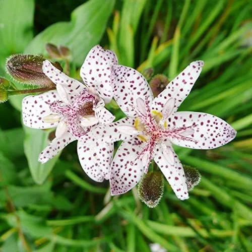 Japanese Toad Lily Seeds, Perennial Flower Seeds, Deer Resistant, Showy, GMO Free, Low Maintenance, Outdoor, 30Pcs