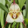 Monkey Face Orchid Seeds 10Pcs Flower Seeds Perennial Non-GMO Fragrant Indoor Potted Plant Red Yellow White Brown