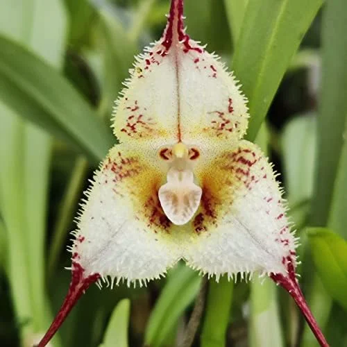 Monkey Face Orchid Seeds 10Pcs Flower Seeds Perennial Non-GMO Fragrant Indoor Potted Plant Red Yellow White Brown