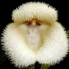Monkey Face Orchid Seeds 10Pcs Flower Seeds Perennial Non-GMO Fragrant Indoor Potted Plant Red Yellow White Brown
