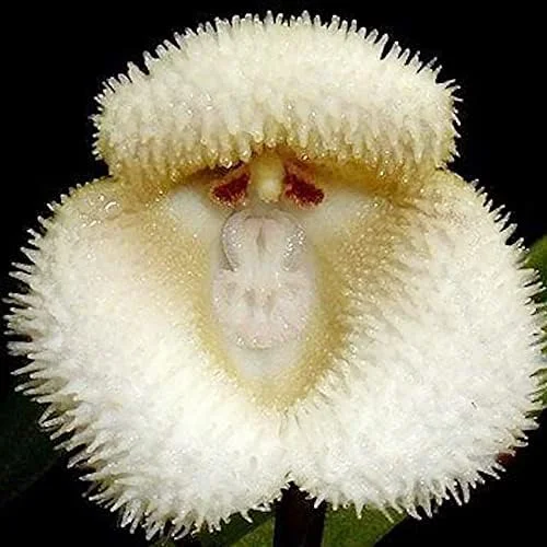 Monkey Face Orchid Seeds 10Pcs Flower Seeds Perennial Non-GMO Fragrant Indoor Potted Plant Red Yellow White Brown