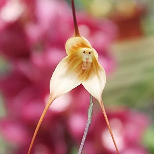 Monkey Face Orchid Seeds 10Pcs Flower Seeds Perennial Non-GMO Fragrant Indoor Potted Plant Red Yellow White Brown