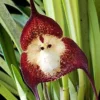 Monkey Face Orchid Seeds 10Pcs Flower Seeds Perennial Non-GMO Fragrant Indoor Potted Plant Red Yellow White Brown