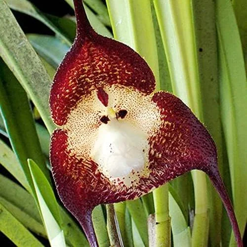 Monkey Face Orchid Seeds 10Pcs Flower Seeds Perennial Non-GMO Fragrant Indoor Potted Plant Red Yellow White Brown
