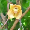 Monkey Face Orchid Seeds 10Pcs Flower Seeds Perennial Non-GMO Fragrant Indoor Potted Plant Red Yellow White Brown