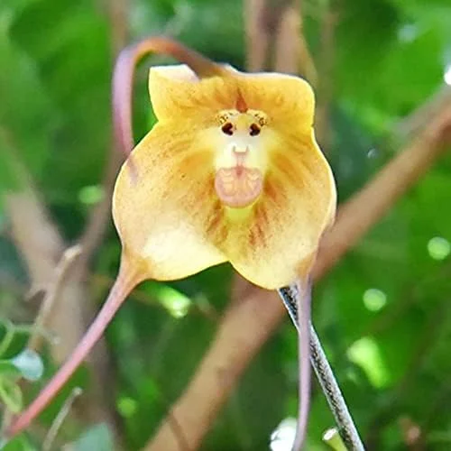 Monkey Face Orchid Seeds 10Pcs Flower Seeds Perennial Non-GMO Fragrant Indoor Potted Plant Red Yellow White Brown